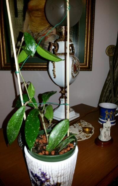 Name:  Hoya pubicalyx red.jpg
Views: 841
Size:  39.5 KB