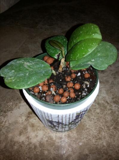 Name:  Hoya obovata.jpg
Views: 2803
Size:  32.7 KB