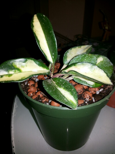 Name:  Hoya carnosa Tricolor.jpg
Views: 1971
Size:  69.0 KB