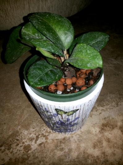 Name:  Hoya fungii.jpg
Views: 779
Size:  34.0 KB