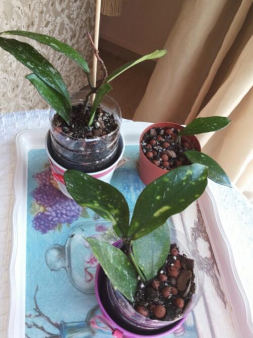 Name:  Rooting Hoya cuttings.jpg
Views: 1293
Size:  46.1 KB