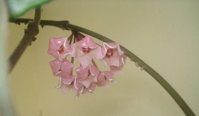 Name:  DSC06958.jpg
Views: 945
Size:  16.6 KB