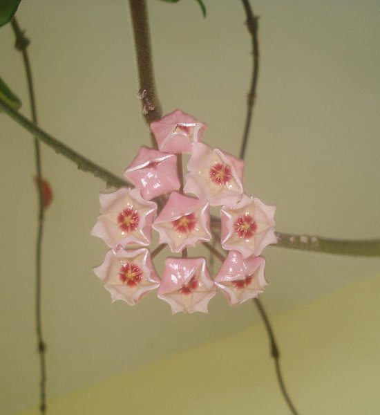 Name:  DSC06966.jpg
Views: 1004
Size:  30.6 KB
