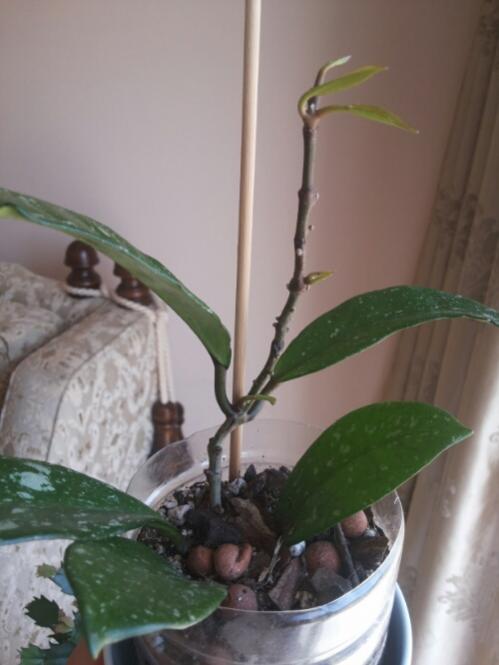 Name:  GPS 282 cutting 'leaf development'.jpg
Views: 801
Size:  32.9 KB