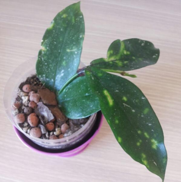 Name:  Hoya lobbii from cutting.jpg
Views: 783
Size:  34.8 KB