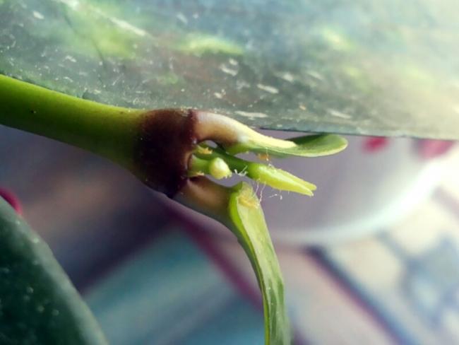 Name:  Hoya lobbii.jpg
Views: 744
Size:  25.8 KB
