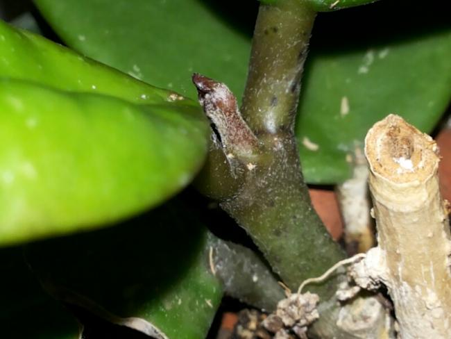 Name:  Hoya obovata sign of growing.jpg
Views: 2057
Size:  33.5 KB