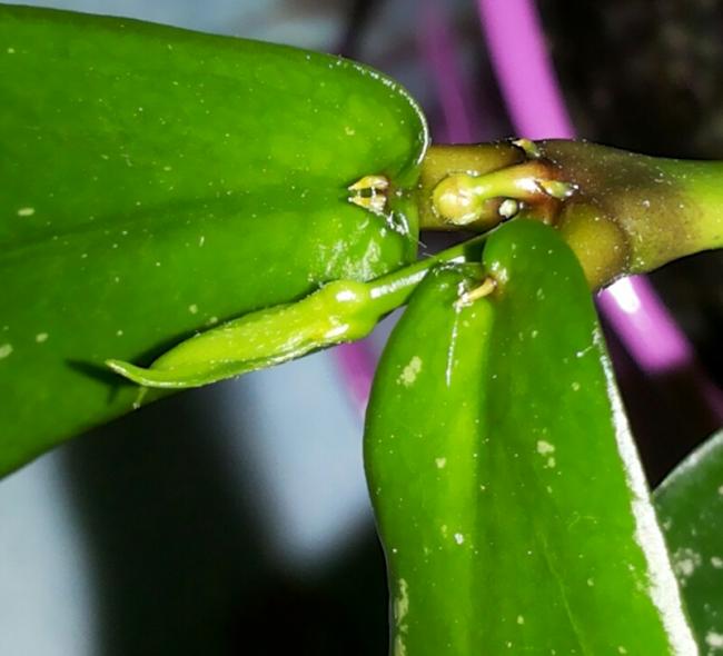 Name:  Hoya lobbii peduncle formation.jpg
Views: 565
Size:  37.0 KB