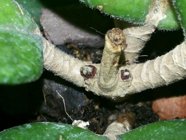 Name:  Hoya fungii leaf formation.jpg
Views: 811
Size:  46.8 KB