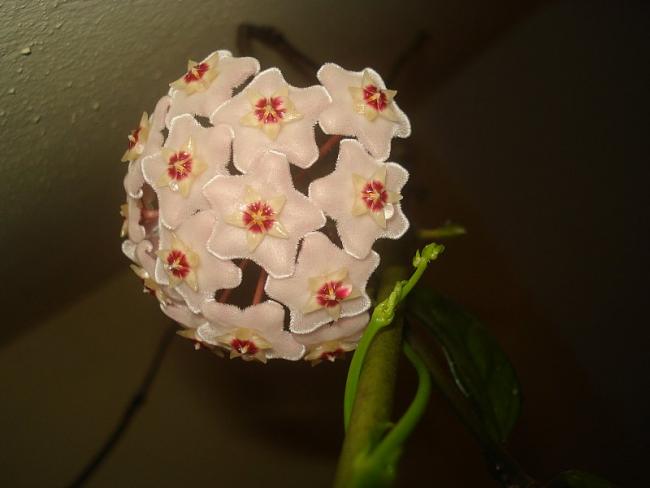 Name:  DSC07156.jpg
Views: 1410
Size:  25.6 KB