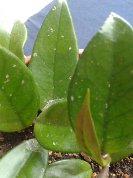 Name:  20150528_075504.jpg
Views: 1719
Size:  28.0 KB