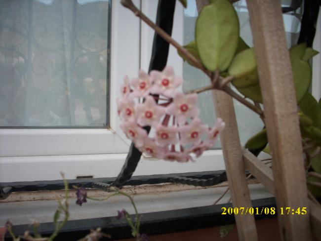 Name:  Hoya carnosamum iei.jpg
Views: 2333
Size:  32.6 KB