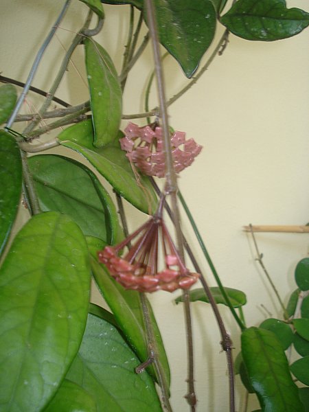 Name:  DSC07722.jpg
Views: 1940
Size:  47.9 KB