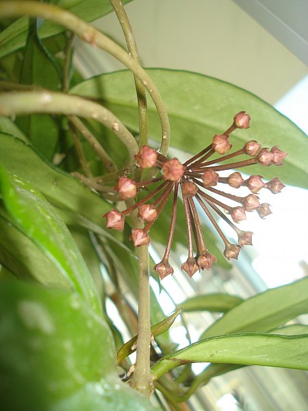 Name:  DSC07720.jpg
Views: 2006
Size:  51.2 KB