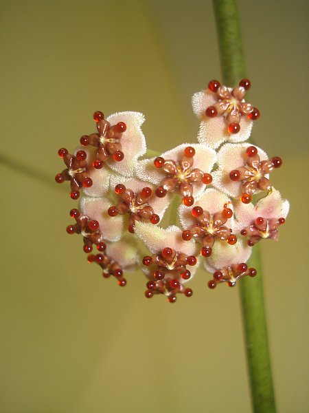 Name:  DSC07950.jpg
Views: 1391
Size:  37.8 KB