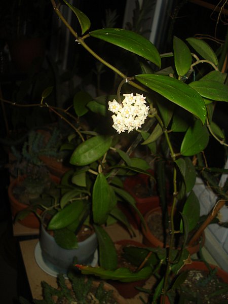 Name:  DSC07989.jpg
Views: 635
Size:  43.2 KB
