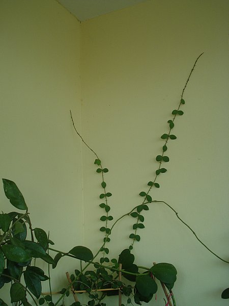 Name:  DSC08041.jpg
Views: 696
Size:  30.8 KB