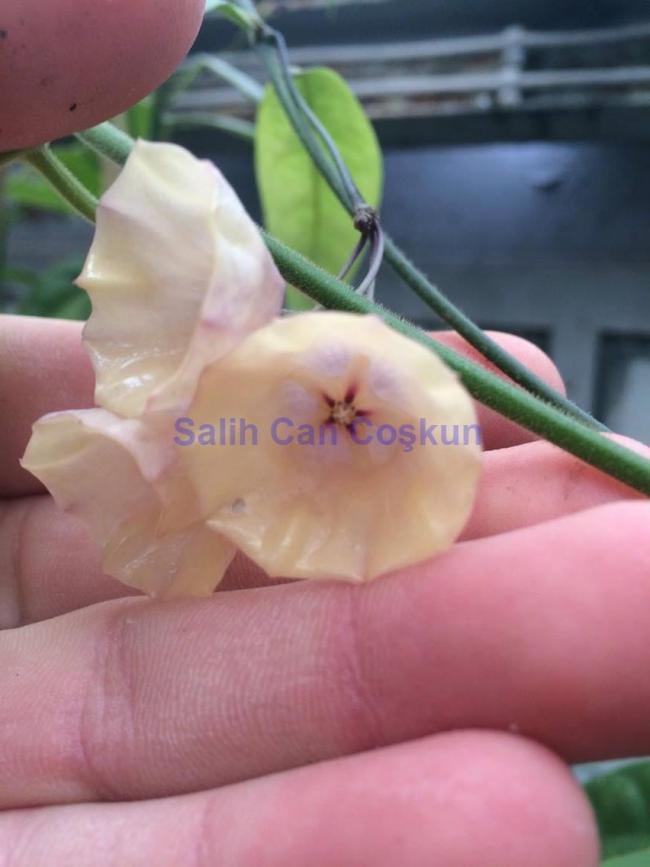 Name:  campanulata.jpg
Views: 760
Size:  44.5 KB