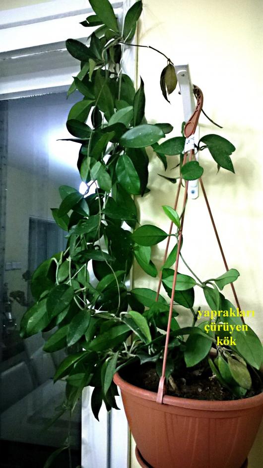 Name:  HOYA3.jpg
Views: 2526
Size:  75.5 KB
