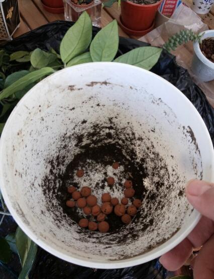Name:  Hoya pot base hydroton.jpg
Views: 1100
Size:  45.2 KB