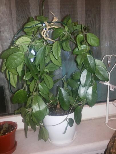 Name:  Hoya sp..jpg
Views: 1242
Size:  34.1 KB
