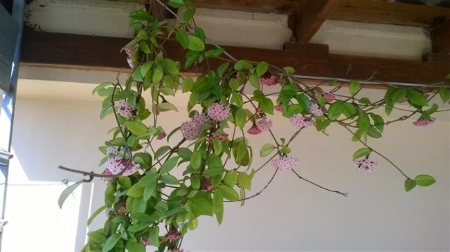 Name:  WP_20160517_003 (685 x 385).jpg
Views: 1344
Size:  34.3 KB