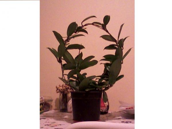 Name:  HOYA.jpg
Views: 1450
Size:  24.2 KB
