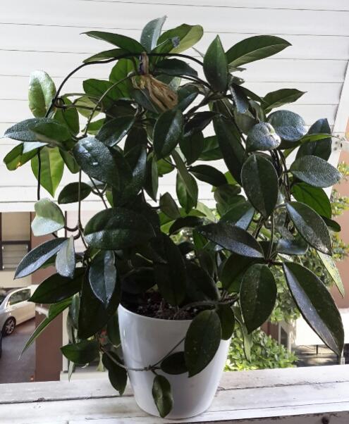 Name:  Hoya carnosa june 2016.jpg
Views: 1358
Size:  55.0 KB