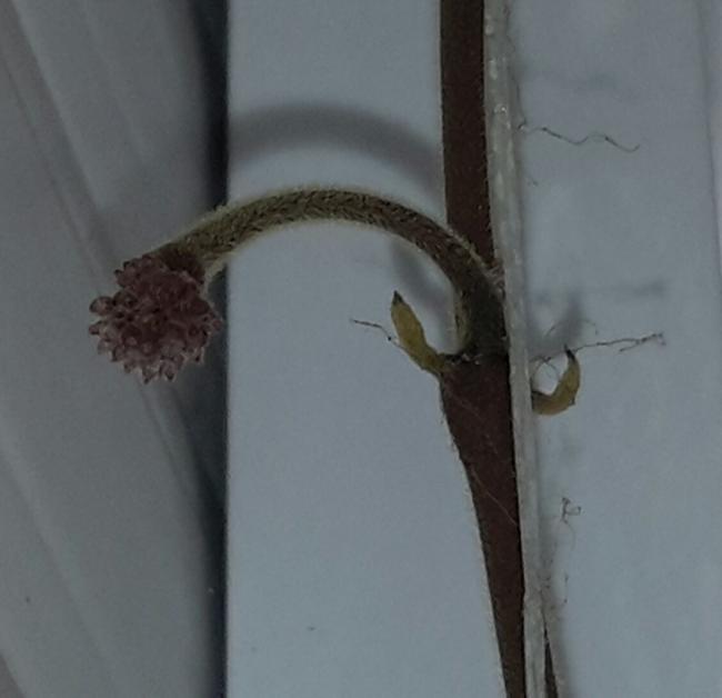 Name:  Hoya fungii flower buds.jpg
Views: 521
Size:  25.5 KB