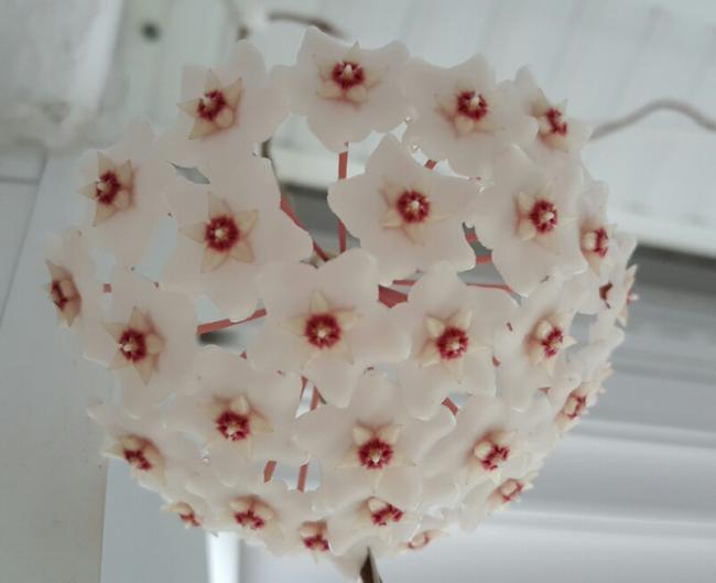 Name:  Hoya fungii.jpg
Views: 502
Size:  25.9 KB