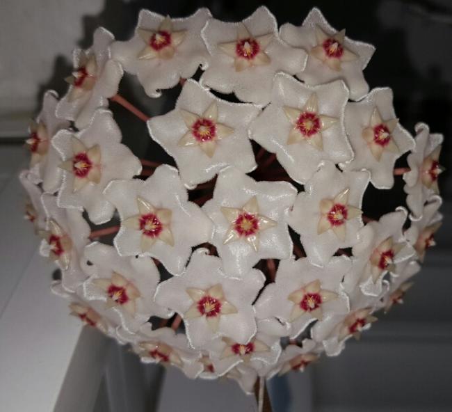 Name:  Hoya fungii flower.jpg
Views: 538
Size:  41.6 KB