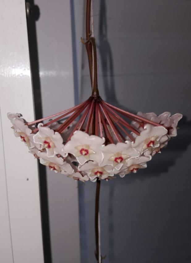 Name:  Hoya fungii photo.jpg
Views: 449
Size:  36.1 KB