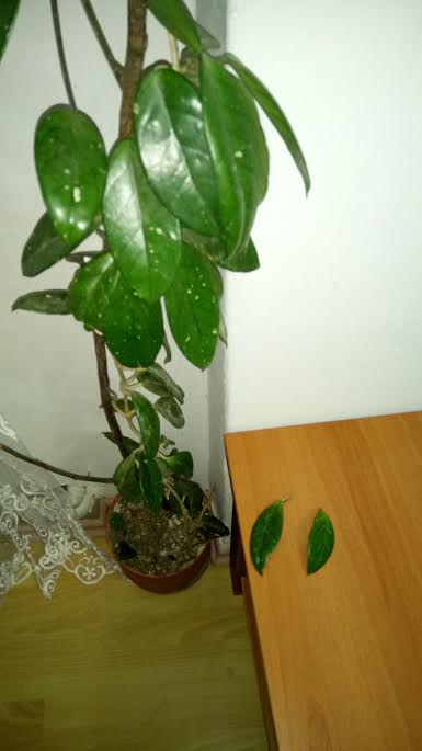 Name:  unnamed.jpg
Views: 1530
Size:  21.7 KB