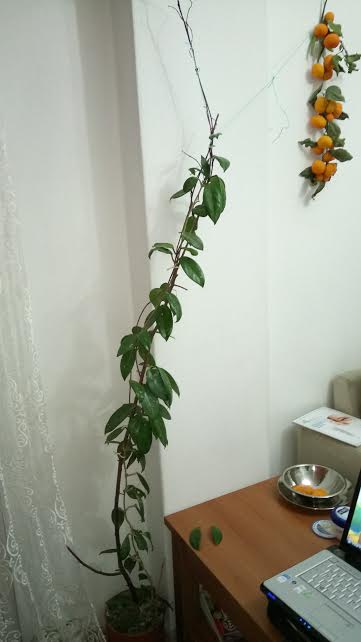 Name:  unnamed (1).jpg
Views: 1433
Size:  21.2 KB