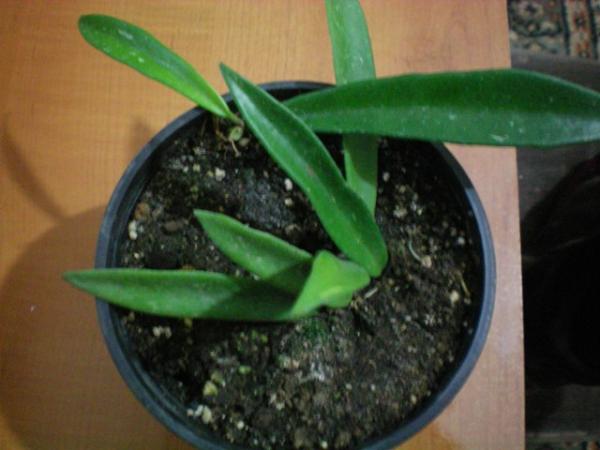Name:  000_0013.jpg
Views: 2132
Size:  32.6 KB