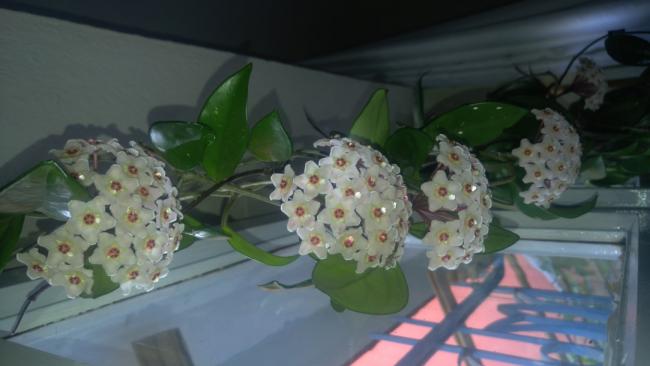 Name:  hoya cornosa.jpg
Views: 852
Size:  28.4 KB