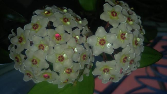 Name:  hoya cornosa mum iei.jpg
Views: 904
Size:  24.3 KB