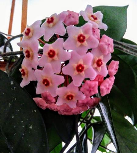 Name:  hoya cornosa.jpg
Views: 1475
Size:  35.0 KB