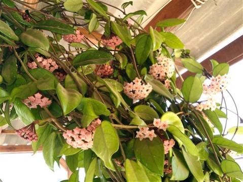 Name:  P_20180515_082249_vHDR_Auto (480 x 360).jpg
Views: 1051
Size:  40.1 KB