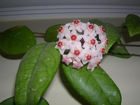 Name:  DLAVER 2004-4.JPG
Views: 40596
Size:  32.1 KB