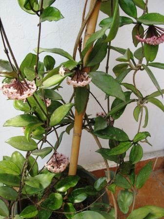 Name:  IMG_0423e.jpg
Views: 10897
Size:  38.1 KB