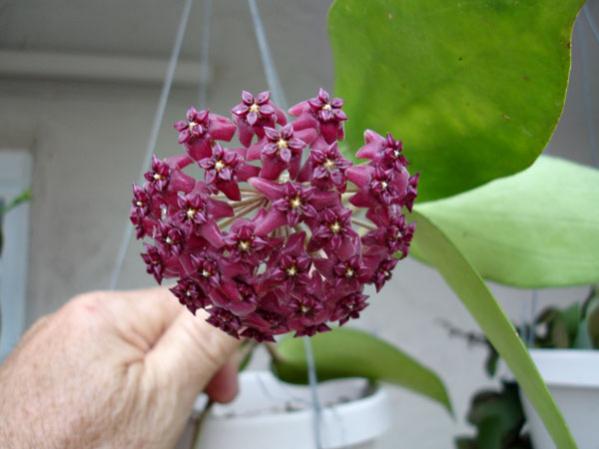 Name:  h_purpureo_fosca.jpg
Views: 1084
Size:  30.7 KB