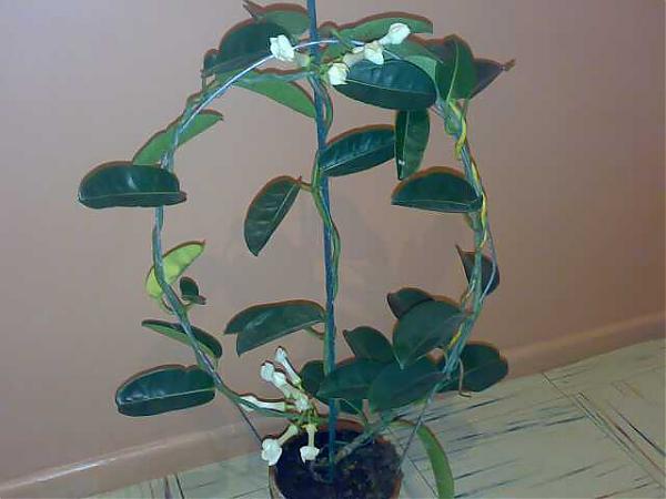 Name:  260420071555-kk.jpg
Views: 1148
Size:  30.4 KB