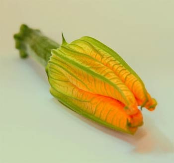 Name:  kabakcicegi.jpg
Views: 18371
Size:  8.9 KB