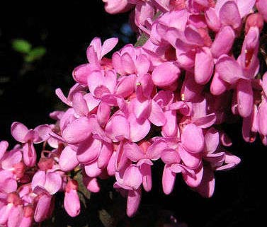 Name:  erguvan.jpg
Views: 18619
Size:  27.4 KB