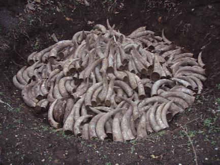 Name: horn.jpg
Views: 49647
Size: 37.0 KB