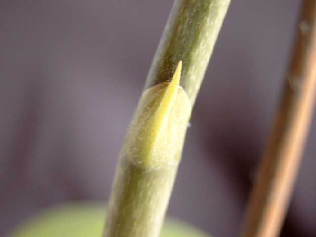 Name:  SIMG1081.jpg
Views: 16297
Size:  10.9 KB