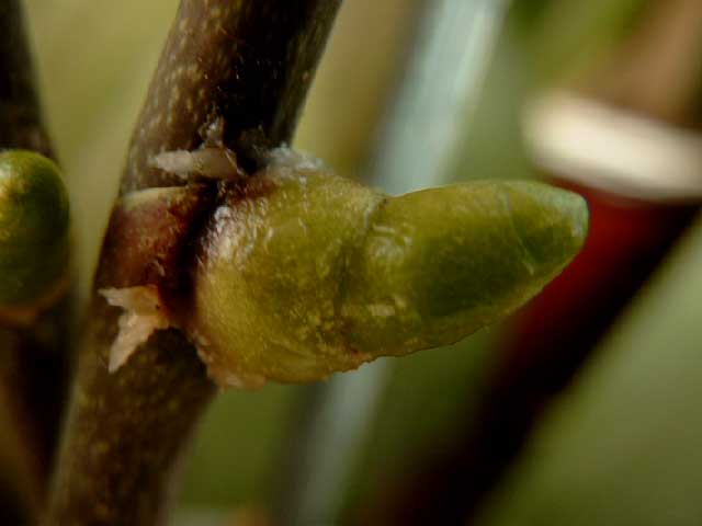 Name:  SIMG1030.jpg
Views: 18230
Size:  16.0 KB