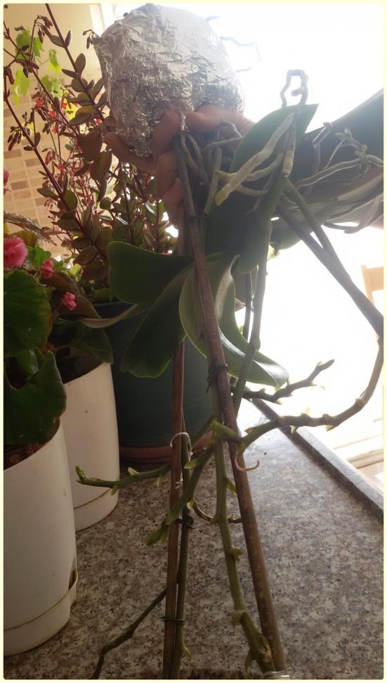 Name: Peloric Phalaenopsis1.jpg
Views: 9319
Size: 75.6 KB