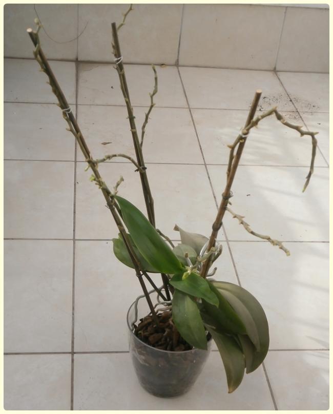 Name: Peloric Phalaenopsis5.jpg
Views: 12349
Size: 45.1 KB